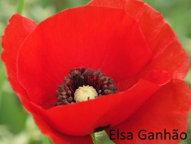 Papaver rhoeas L.