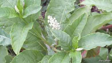 Phytolacca americana