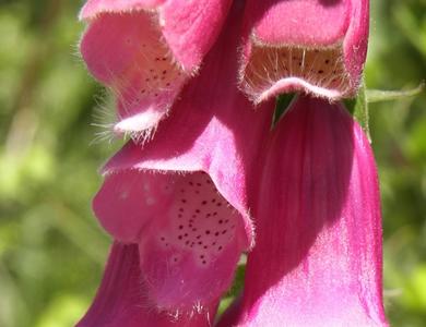 Digitalis purpurea