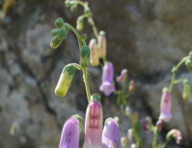 Digitalis thapsi 