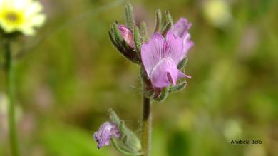 Misopates orontium (L.) Raf.