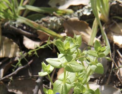 Anagallis arvensis