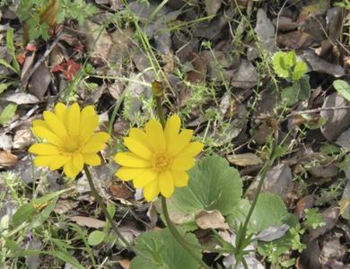 Anemone palmata