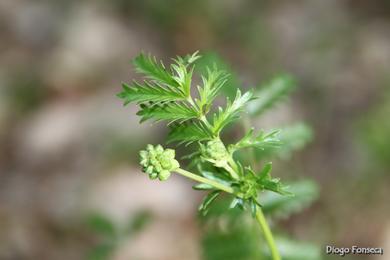 Sanguisorba verrucosa 