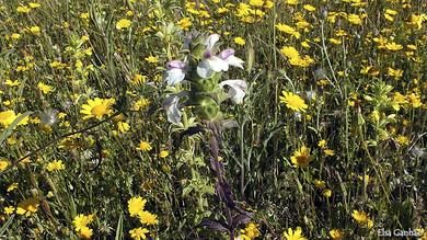 Bartsia trixago