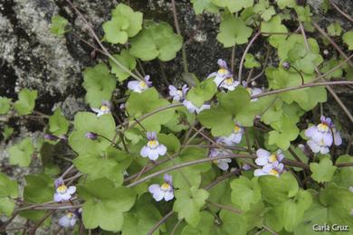 Cymbalaria muralis