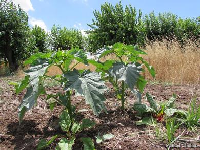 Datura stramonium