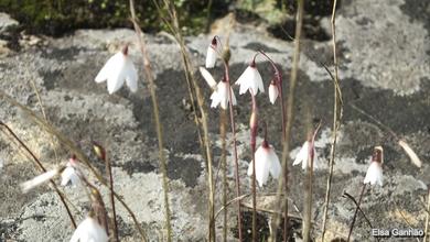 Leucojum autumnale