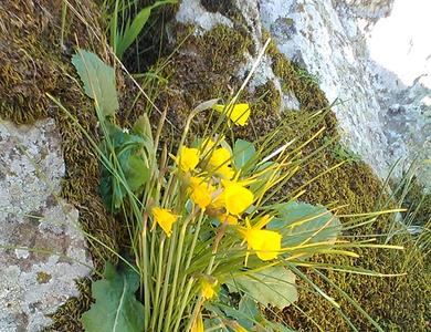 Narcissus bulbocodium