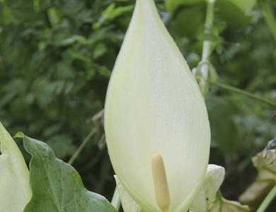 Arum italicum