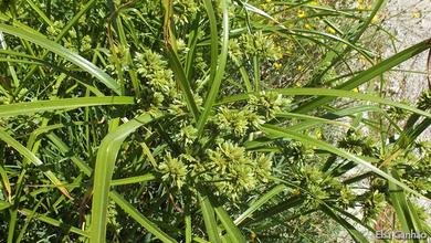 Cyperus eragrostis