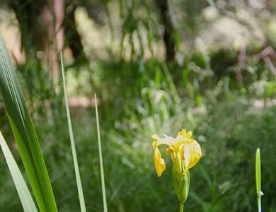 Iris pseudacorus