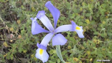 Iris xiphium