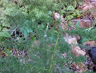 Asparagus acutifolius 