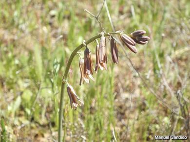 Dipcadi serotinum