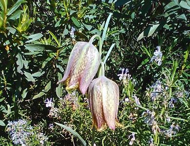 Fritillaria lusitanica