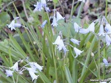 Hyacinthoides hispanica