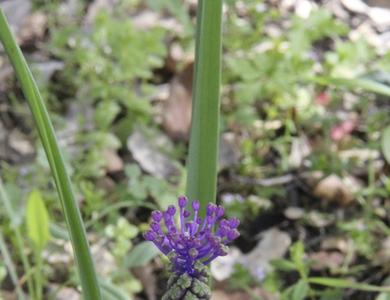 Muscari comosum