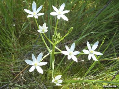 Ornithogalum orthophyllum