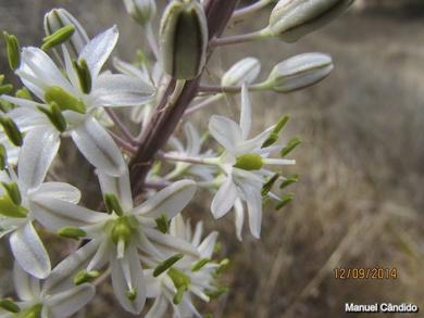 Urginea maritima