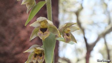 Epipactis helleborine 