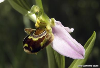 Ophrys apifera