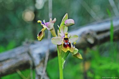 Ophrys tenthredinifera 