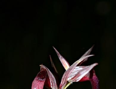 Serapias strictiflora