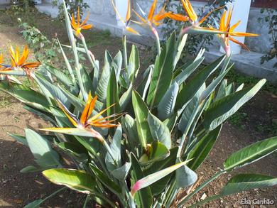 Strelitzia reginae