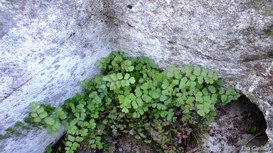 Adiantum capillus-veneris