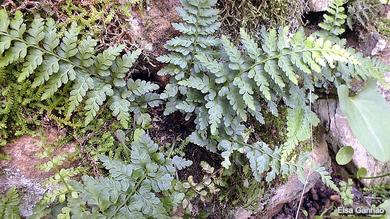 Asplenium billot