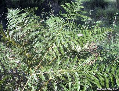 Pteridium aquilinum