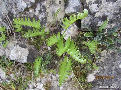 Polypodium cambricum