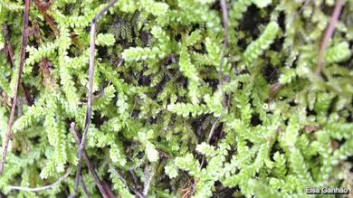 Selaginella denticulata