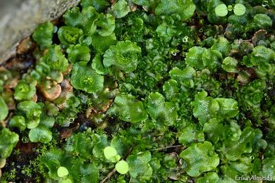 Lunularia cruciata