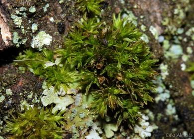 Orthotrichum tenellum 