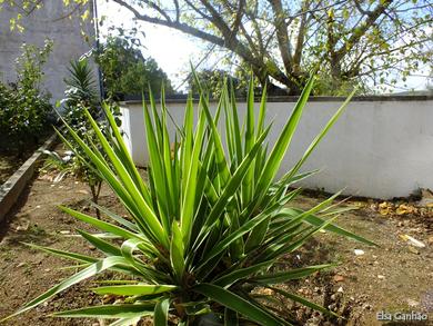 Yucca gloriosa