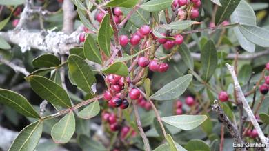 Pistacia lentiscus