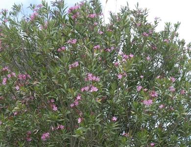 Nerium oleander