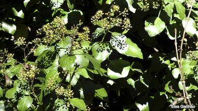 Hedera maderensis subsp. iberica