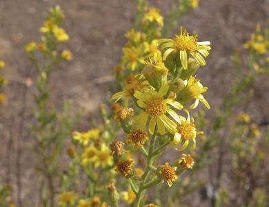 Dittrichia viscosa subsp. viscosa