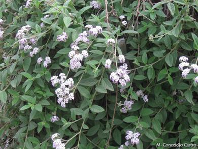 Heliotropium arborescens