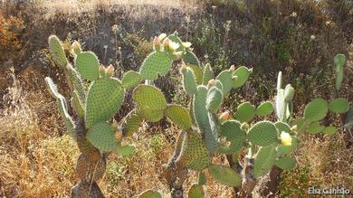 Opuntia maxima