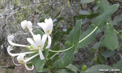 Lonicera implexa