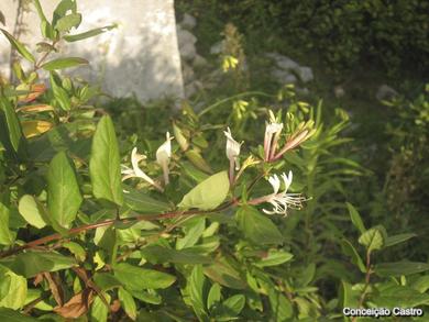 Lonicera japonica