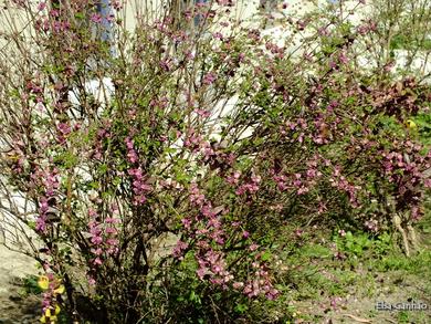 Symphoricarpos x chenaultii