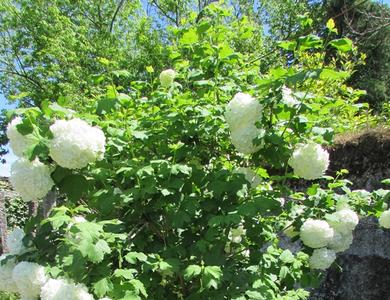 Viburnum opulus