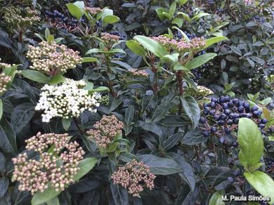 Viburnum tinus