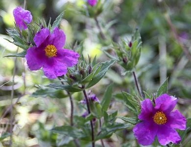 Cistus crispus