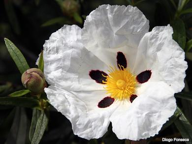 Cistus ladanifer subsp. ladanifer